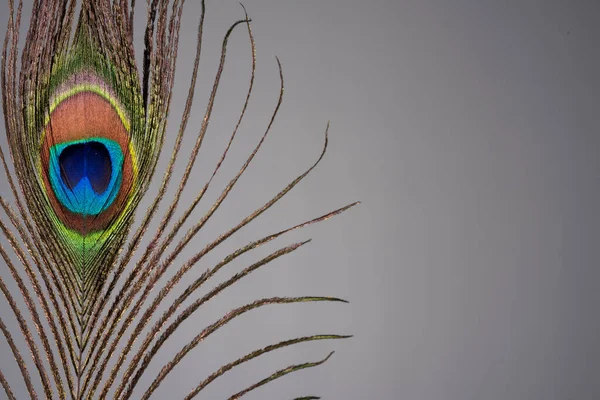 Bela Colorido Maduro Masculino Pavão Pena — Fotografia de Stock