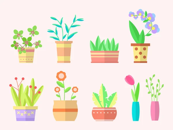 家庭植物 花瓶里的花和盆里的装饰花 花园花盆为绿色的房子内部 大型平面彩色插图集 — 图库矢量图片