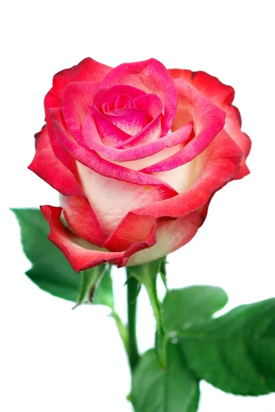 Hermosa Rosa Rosa Aislada Blanco Cerca — Foto de Stock