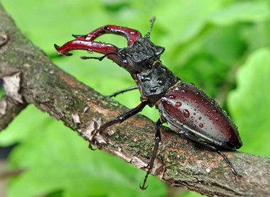 Bir meşe ormanı Stag beetle. Portre