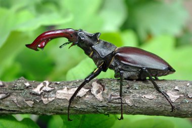 Bir meşe ormanı Stag beetle. Portre