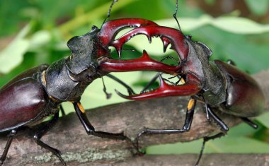 Meşe ormanında geyik böcekleri. İki erkeğin düellosu. Kapat..