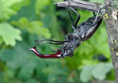 Bir meşe ormanı Stag beetle. Portre