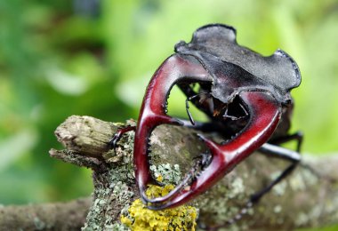 Bir meşe ormanı Stag beetle. Portre