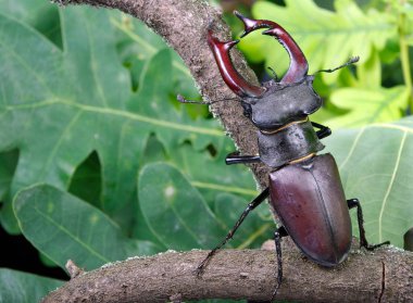 Bir meşe ormanı Stag beetle. Portre