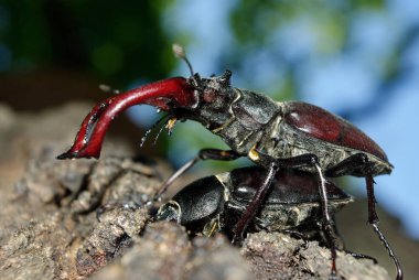 Bir meşe ormanı Stag beetle. Portre