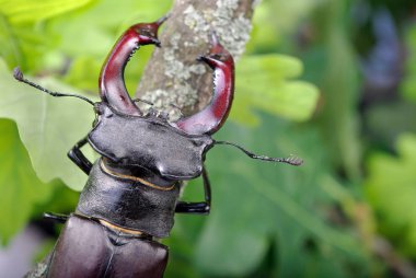 Bir meşe ormanı Stag beetle. Portre