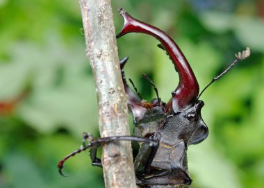 Bir meşe ormanı Stag beetle. Portre