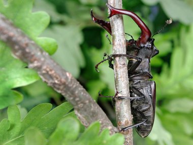 Bir meşe ormanı Stag beetle. Portre