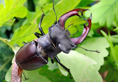 Bir meşe ormanı Stag beetle. Portre