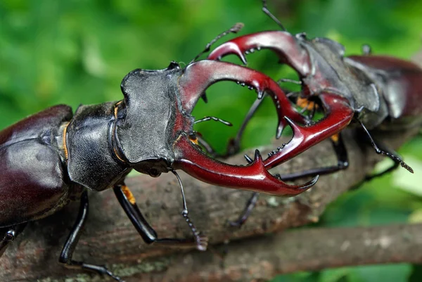 Escarabajos Ciervos Bosque Robles Duelo Dos Machos Cerca —  Fotos de Stock