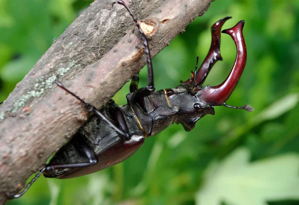 Gândac Cerb Într Pădure Stejar Closeup — Fotografie, imagine de stoc