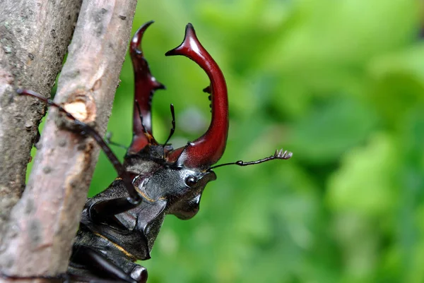 Dendroctone Cerf Dans Une Forêt Chênes Gros Plan — Photo