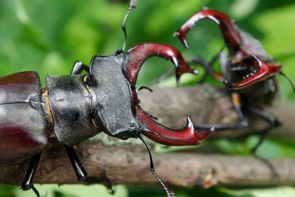 Hertenkevers Eikenbos Duel Van Twee Mannen Sluiten — Stockfoto