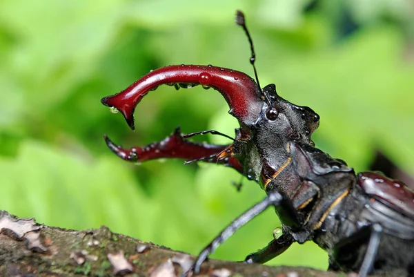 Stag Kever Een Eikenbos Closeup — Stockfoto