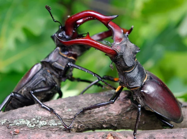 橡木林中的甲虫 两个男人的决斗靠近点 — 图库照片