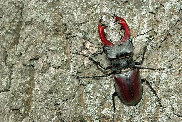 在橡树林中的雄鹿甲虫 — 图库照片