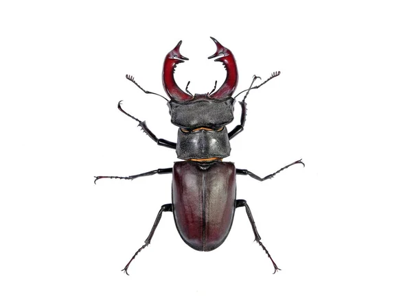 Stag Beetle Üzerinde Beyaz Izole — Stok fotoğraf