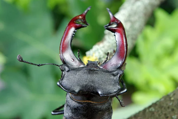 Stag Beetle Las Dębowy Zbliżenie — Zdjęcie stockowe
