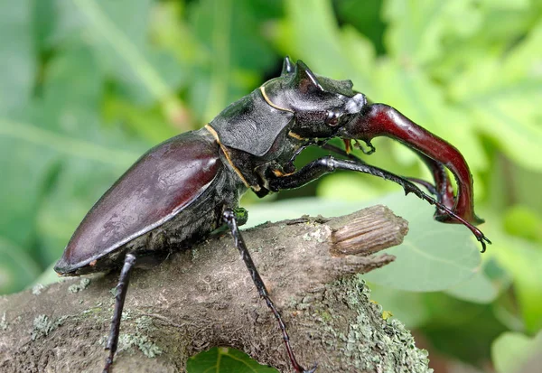 Stag Beetle Las Dębowy Zbliżenie — Zdjęcie stockowe