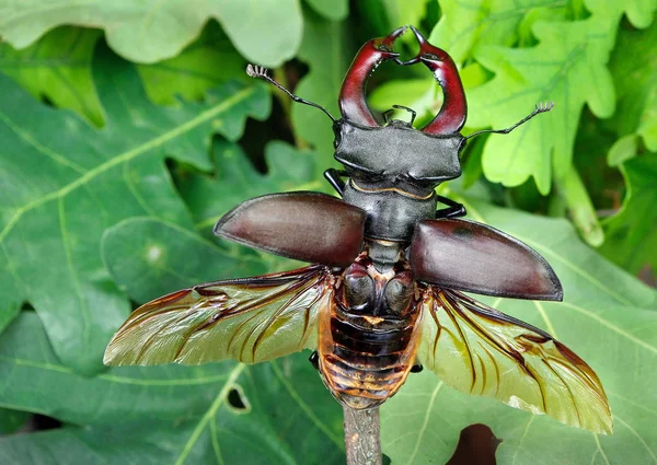 Scarabeo Cervo Con Ali Aperte Una Foresta Querce Vicino — Foto Stock