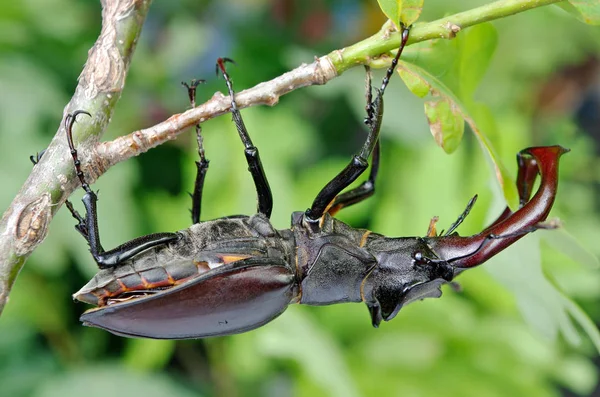 Scarabeo Cervo Una Foresta Querce Primo Piano — Foto Stock