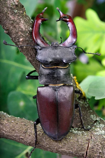 Scarabeo Cervo Una Foresta Querce Primo Piano — Foto Stock