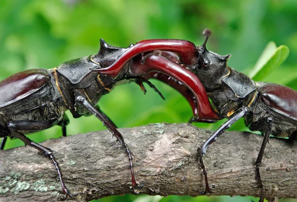 Stag beetles in oak forest. Duel of two males.  Close up.