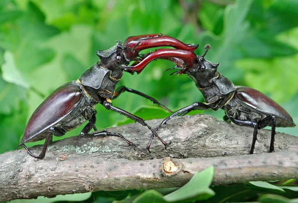 Escaravelhos Floresta Carvalho Duelo Dois Machos Fechar — Fotografia de Stock