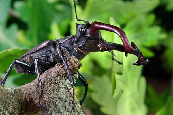 在橡树林中的雄鹿甲虫 — 图库照片