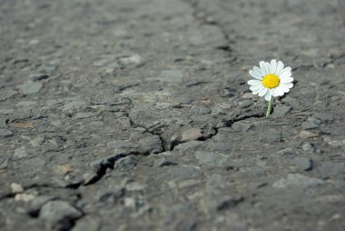 Asfalt bir çatlak. Yabani papatya