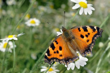 çayır üzerinde güzel kelebek. Glade çiçek papatya. kelebek büyük kaplumbağa kabuğu.