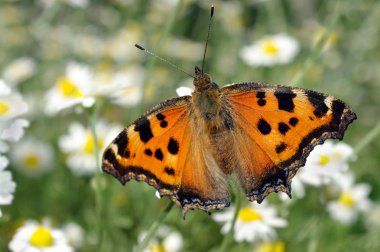 çayır üzerinde güzel kelebek. Glade çiçek papatya. kelebek büyük kaplumbağa kabuğu.