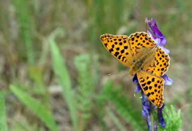 çayır üzerinde güzel kelebek. Kelebek yüksek kahverengi fritillary. kopya alanlarda.