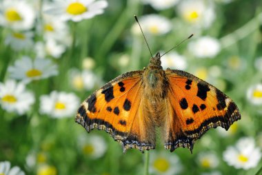 çayır üzerinde güzel kelebek. Glade çiçek papatya. kelebek büyük kaplumbağa kabuğu.