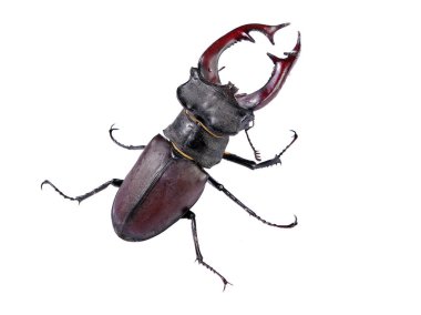 geyik böcekleri üzerinde beyaz izole meşe kuru dal üzerinde