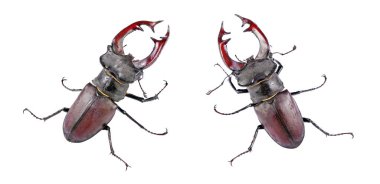 geyik böcekleri. geyik böcekleri üzerinde beyaz izole topluluğu.