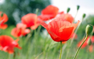 Kırmızı haşhaş sahada çiçeklenme. yakın çekim.