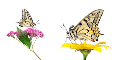 Beyaz izole bir çiçek kelebek. Swallowtail Kelebek, Papilio machaon