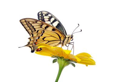 Beyaz izole bir çiçek kelebek. Swallowtail Kelebek, Papilio machaon