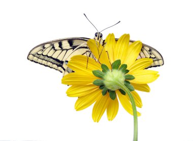 Beyaz izole bir çiçek kelebek. Swallowtail Kelebek, Papilio machaon