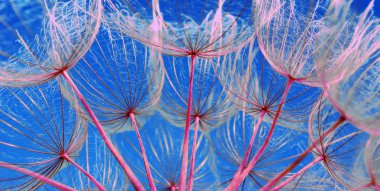 Soyut karahindiba çiçek doku arka plan. yakın çekim