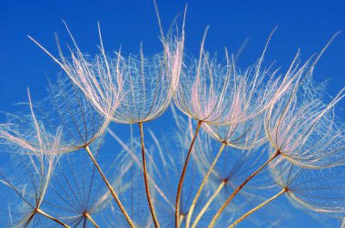 Karahindiba tohum doku arka plan. yakın çekim.