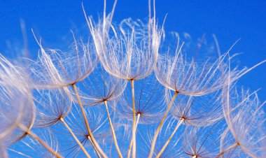 Karahindiba tohum doku arka plan. yakın çekim.