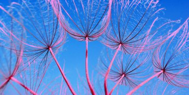 Karahindiba tohum doku arka plan. yakın çekim.