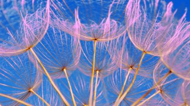 Karahindiba tohum doku arka plan. yakın çekim.