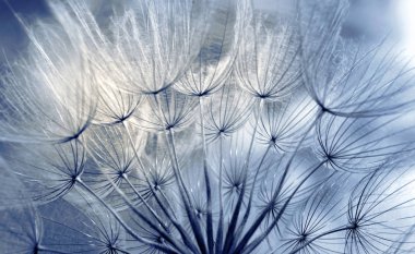 Karahindiba tohum doku arka plan. yakın çekim.