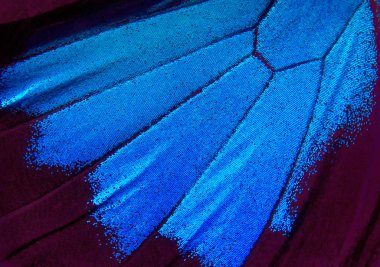 Ulysses kelebek kanatları. Portre. Bir kelebeğin kanat arka plan doku.