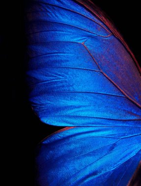 Kelebek Morpho 'nun kanatları. Morpho Kelebeği.  