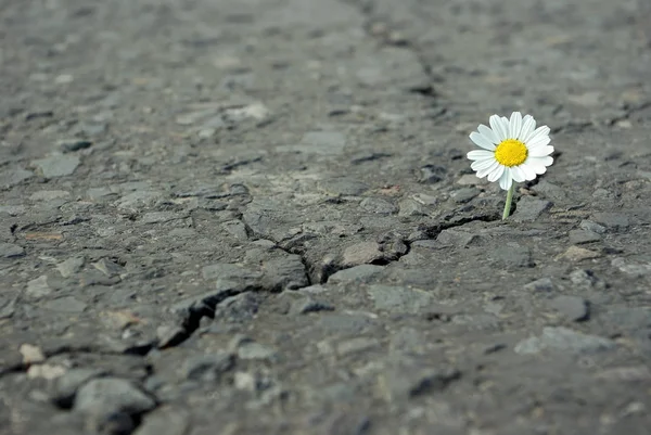 Fisură Asfalt Wild Camomile — Fotografie, imagine de stoc